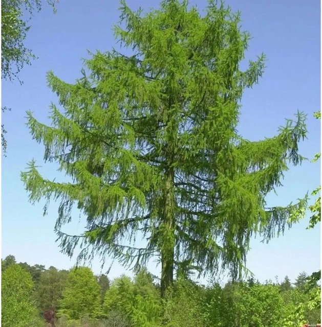 Europäische Lärche Larix decidua von Nr-01.de, Baum in Grün, Höhe: 80-100 cm - Bild 1