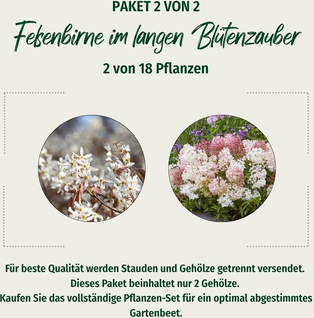 Mein schöner Garten Shop Felsenbirne Amelanchier Beerenstrauch in bunt mit weißen Blüten für den Garten - Bild 1