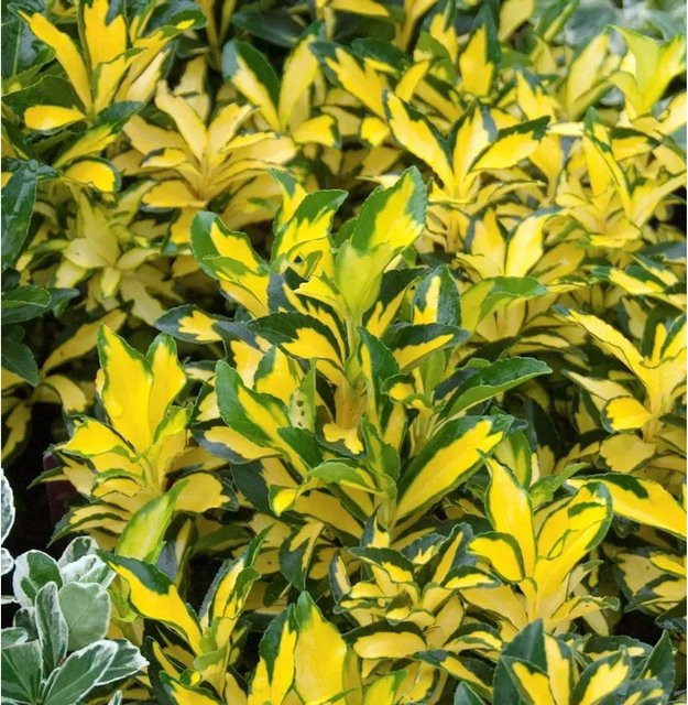 Japanischer Spindelstrauch Euonymus japonicus Ovatus Aureus mit gelbgrünen Blättern, Höhe: 80-100 cm - Bild 1