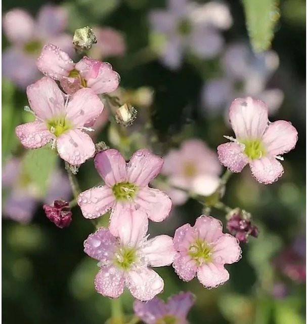 Teppich Schleierkraut Filou Rose Gypsophila repens Bodendecker in Pink als mehrjährige Pflanze im Topf - Bild 1