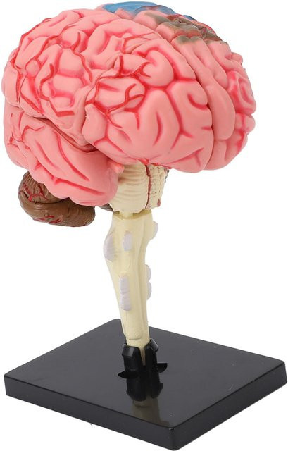 Gehirnmodell Neuroanatomie Struktur, Anatomisches Modell mit Basis, pink - Bild 1