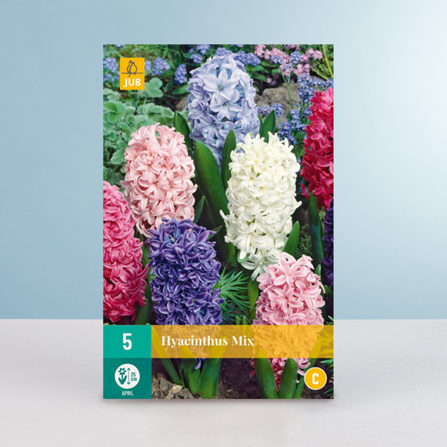 Hyazinthen Mix Blumenzwiebeln von BLUME2000, 5 Stück - Bild 1