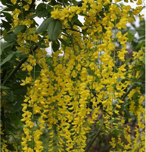 Laburnum watereri Vossii Goldregen Strauch in Gelb, Höhe: 125-150 cm - Bild 1