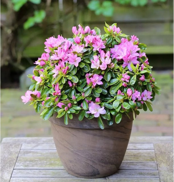 Japanische Azalee Negligee Rhododendron obtusum in Pink, Topfpflanze 15-20 cm - Bild 1