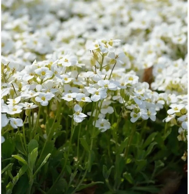 Arabis caucasica Gänsekresse Schneeball weiße Staude für Steingarten und Mauerbepflanzung - Bild 1