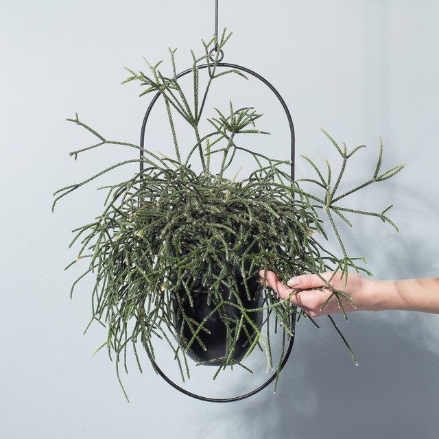 Rhipsalis Baccifera Hängepflanze von BLUME2000 in Grün - Bild 1