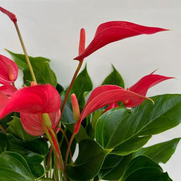 Flamingoblume Banderola Roya in Rot und Gelb als Weihnachtsdekoration - Bild 1