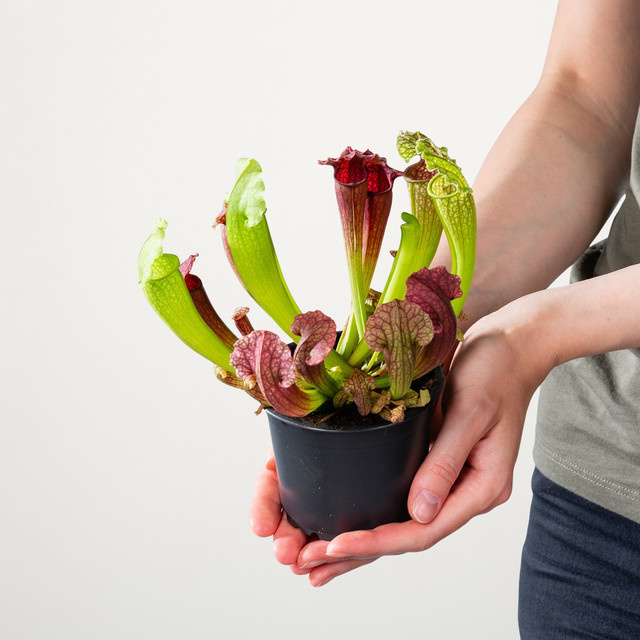 Sarracenia Schlauchpflanze BLUME2000, 3er Set, Grün und Rot - Bild 1