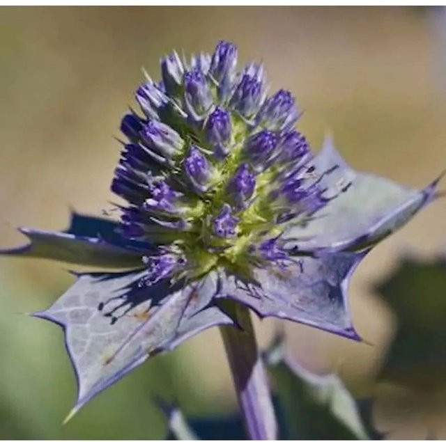 Stranddistel Eryngium maritimum als mehrjährige Gartenpflanze im Topf von Nr-01.de - Bild 1
