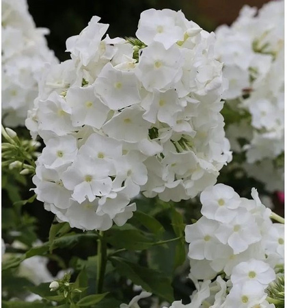 Hohe Flammenblume Younique White Phlox paniculata als weiße Beetpflanze und Schnittblume