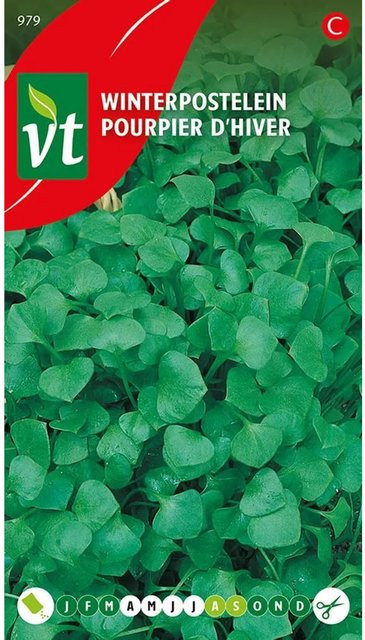 Arborix Winterportulak Samen, 0,75 g, reich an Vitamin C - Bild 1