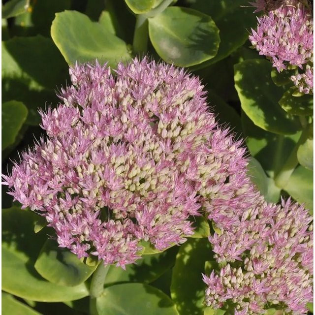 Prächtige Fetthenne Abbeydore Sedum spectabile pinke Staude von Nr-01.de - Bild 1