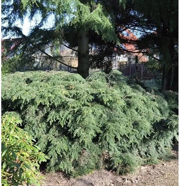 Kanadische Zwerg Hemlocktanne Tsuga canadensis von Nr-01.de, grün, 15-20 cm - Bild 1