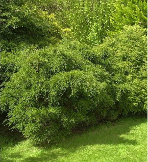 Zwergmooszypresse Chamaecyparis pisifera als grüne Kübelpflanze von Nr-01.de, Höhe: 15-20 cm - Bild 1