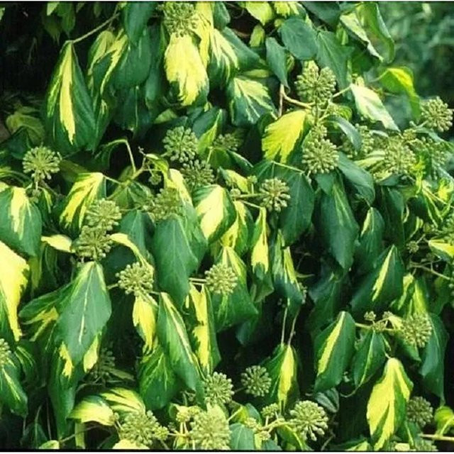 Arborix Kaukasischer Efeu Sulphur Heart Hedera colchica mit gelb-grünem Laub im Container, Höhe: 60 cm - Bild 1