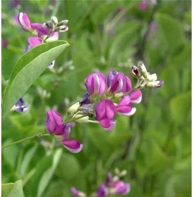 Lespedeza Bicolor Buschklee in Lila, mehrjährige Pflanze für den Außenbereich - Bild 1