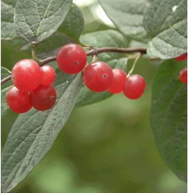 Lonicera tatarica Tatarische Heckenkirsche blühender Strauch für die Hecke in Weiß und Rot, Höhe: 60-80 cm - Bild 1