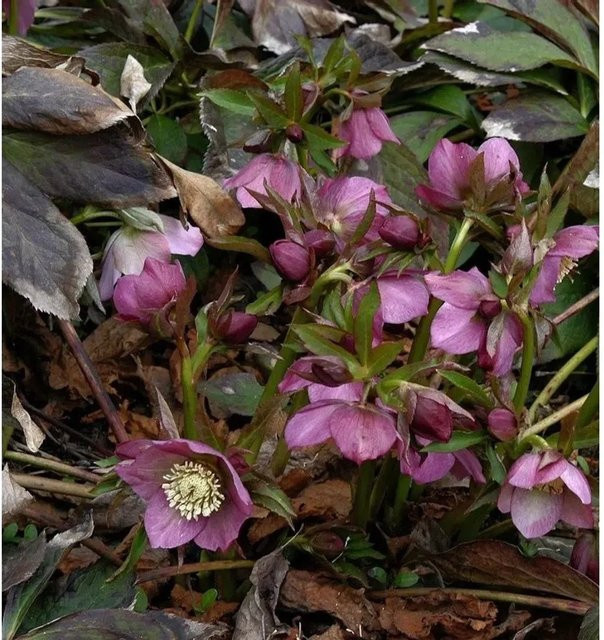 Rote Lenzrose Helleborus orientalis als winterharte Staude im Topf - Bild 1