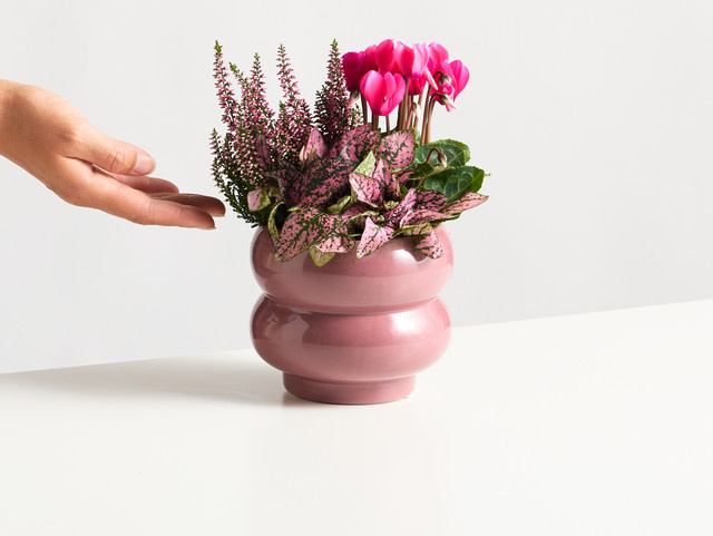 BLUME2000 Farbrausch Pflanze im Topf für hellen bis halbschattigen Standort - Bild 1