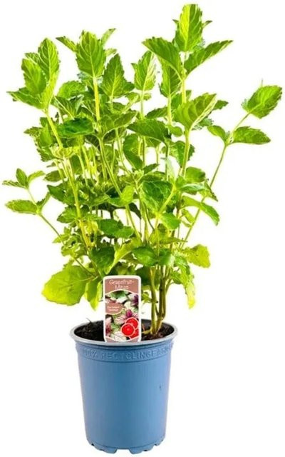 Mentha Spicata Grapefruitminze pflegeleichte Grüne Minze von Pflanzen für dich im 11x11 cm Topf - Bild 1