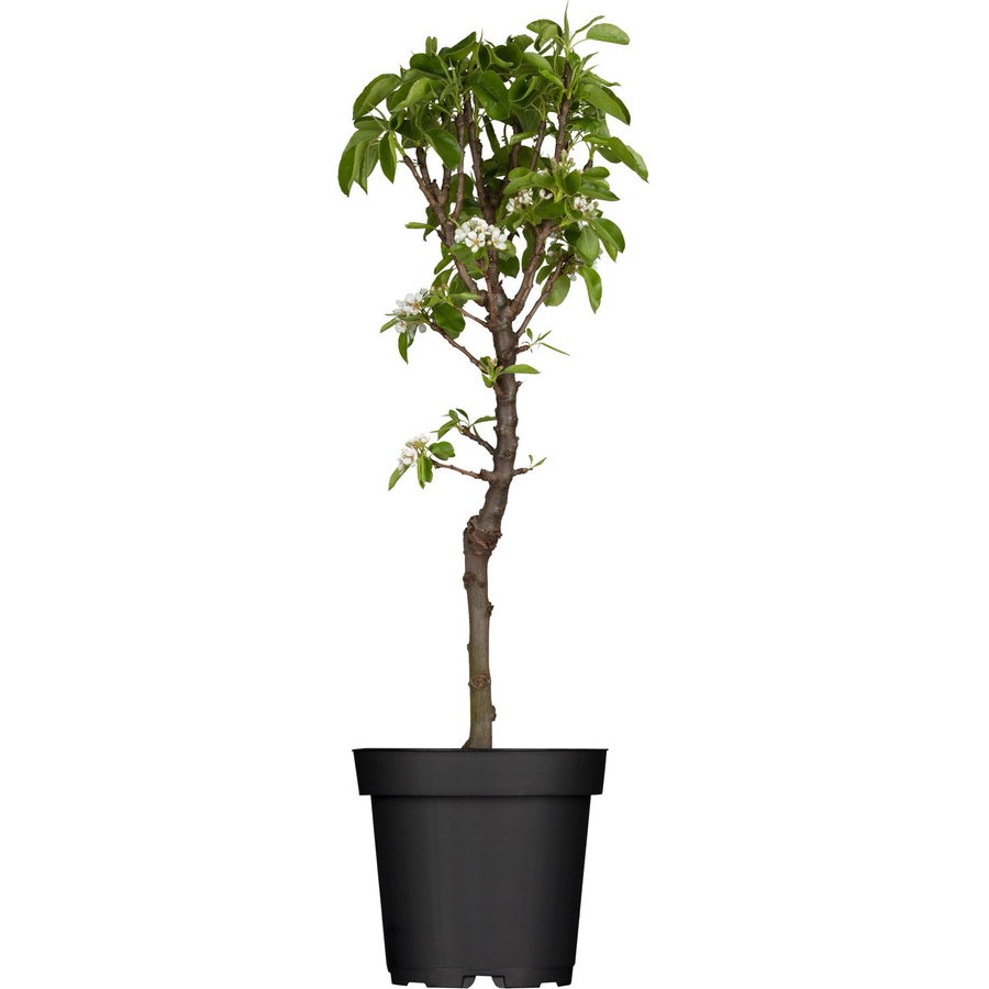 GROW by OBI Zwergbirne Pyrus communis im Topf, Höhe: 40 - 60 cm - Bild 2