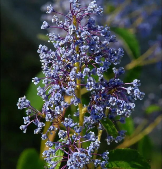 Ceanothus delilianus Säckelblume Henry Desfosse blau, Strauch für den Garten - Bild 1