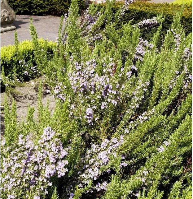 Rosmarinus officinalis Rosmarin Prostratus als grüner Halbstrauch im Topf von Nr-01.de - Bild 1