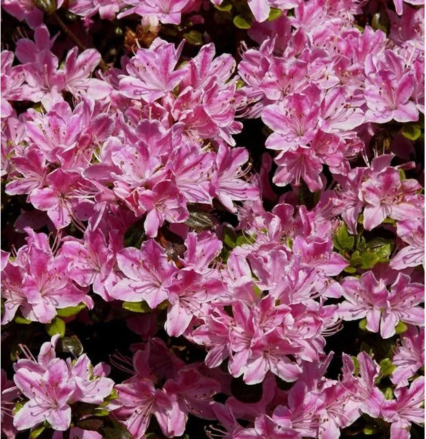 Japanische Azalee Pink Poetry Rhododendron obtusum in Pink, Höhe: 30-40 cm - Bild 1