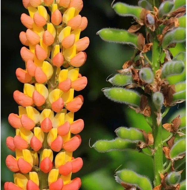 Gartenlupinie WC Gladiator Lupinus polyphyllus als mehrjährige Beet- und Schnittblumenpflanze in Mehrfarbig - Bild 1