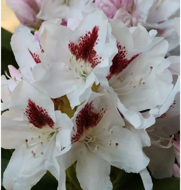 INKARHO Rhododendron Herbstgruß Alpenrose großblumiger Zierstrauch Höhe: 45 cm - Bild 1