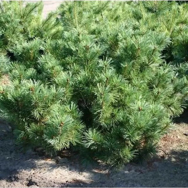 Zwergzirbelkiefer Pinus cembra von Nr-01.de in Blau Grün - Bild 1