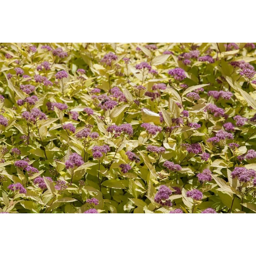 Spiraea Japonica Goldspiere pflegeleichte Pflanze von Pflanzen für dich, Höhe: 20-30 cm - Bild 2