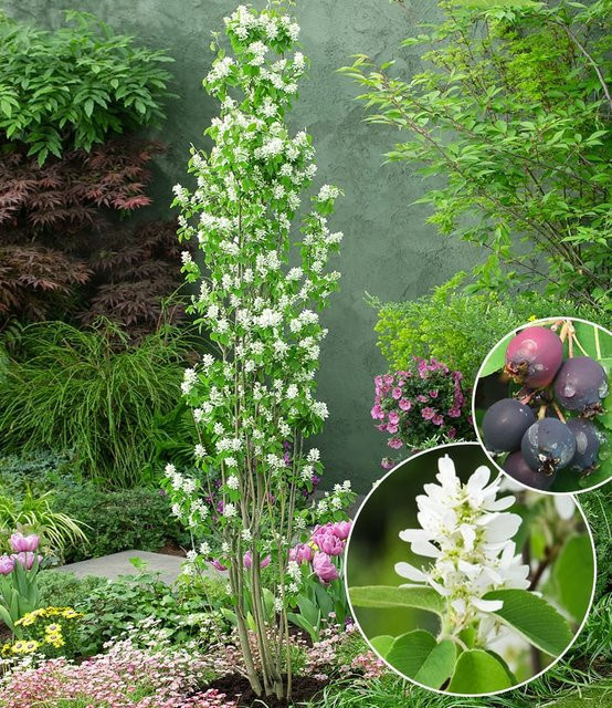 Felsenbirne Amelanchier Obelisk im 3-Liter XL-Topf - Bild 1