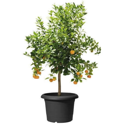 Scheurich Pflanzkübel Oliver aus Kunststoff in Grau Anthrazit Durchmesser: 45 cm - Bild 2