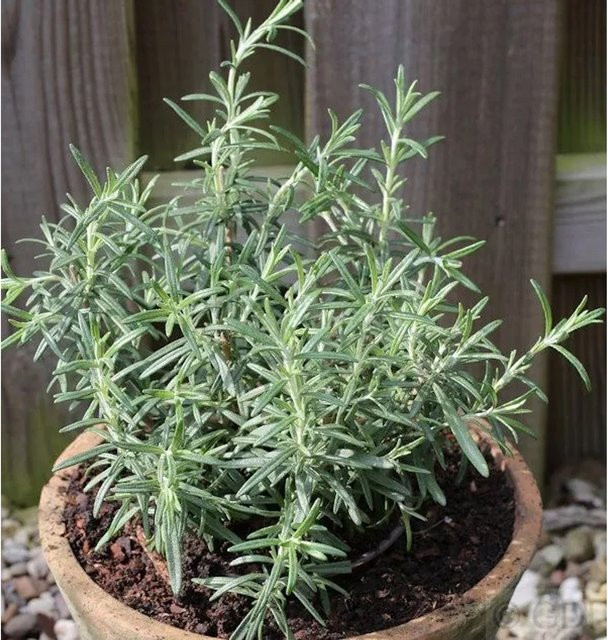 Rosmarin Rosmarinus officinalis als grüner Halbstrauch im Topf von Nr-01.de - Bild 1