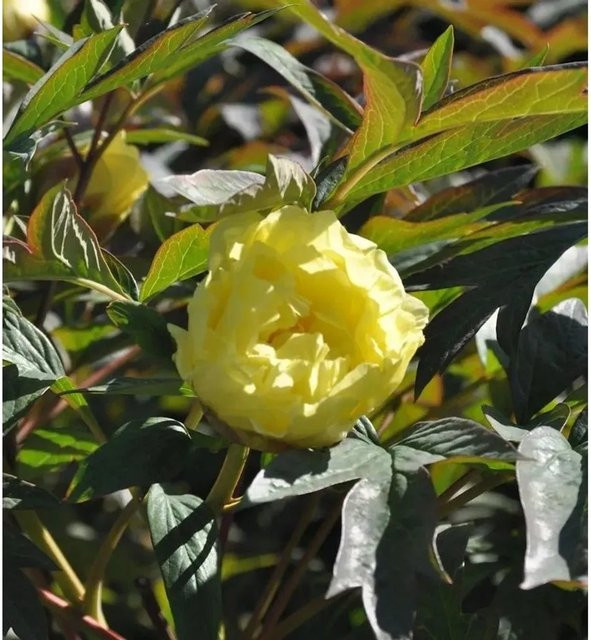 Gelbe Strauchpfingstrose Paeonia suffruticosa von Die Nr-01.de - Bild 1
