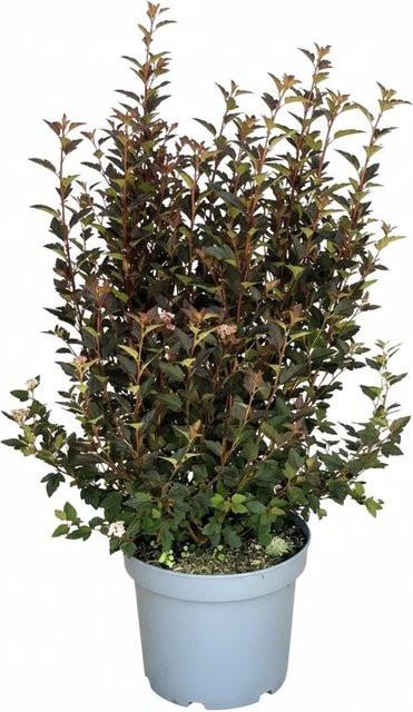 Baumfink Physocarpus Magical Sweet Cherry Tea als Zierstrauch im Topf - Bild 1