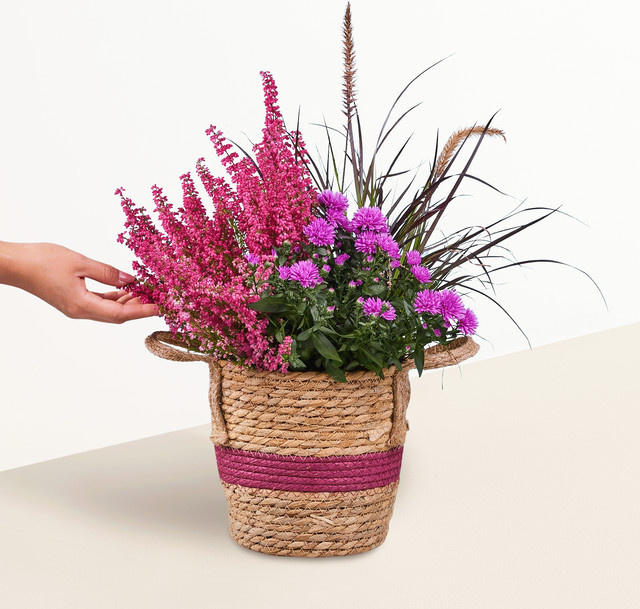 Berry Wonder Topfpflanze von Blume2000 in Pink, Rot und Multicolour im Rattan-Design - Bild 1
