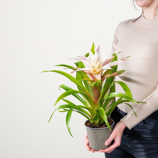 Guzmania Magical White Zimmerpflanze von BLUME2000 in Weiß und Pink - Bild 1