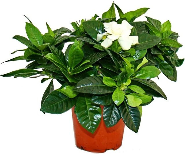 Exotenherz Gardenie duftende Blütenpflanze mit cremeweißen Blüten im 12cm Topf - Bild 1