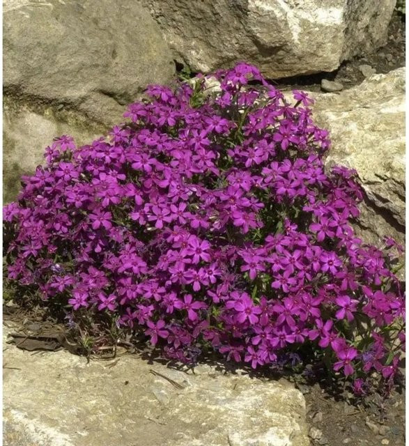 Phlox subulata Teppichpflanze Temiskaming für den Garten - Bild 1