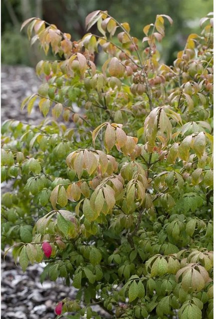 Euonymus Alatus Compactus Flügel-Spindelstrauch, Höhe: 80–100 cm - Bild 1