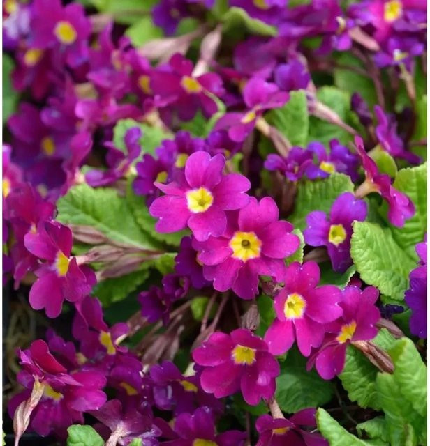 Primula pruhoniciana Teppich Primel Wanda als Bodendecker für den Garten - Bild 1