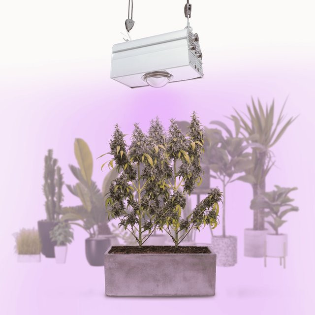 Parus by Venso CANNA BULB 150 LED Pflanzenlampe mit Vollspektrum und Infrarot, 150 Watt, für Cannabispflanzen - Bild 1
