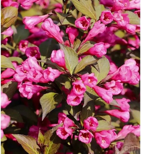 Weigela florida Victoria Ziergehölz in Pink und Rot, Höhe: 60-80 cm - Bild 1