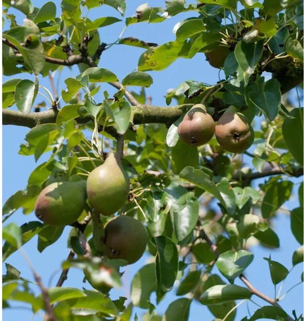 Nr-01.de Birne Neue Poiteau Pyrus communis Obstbaum für den Garten - Bild 1