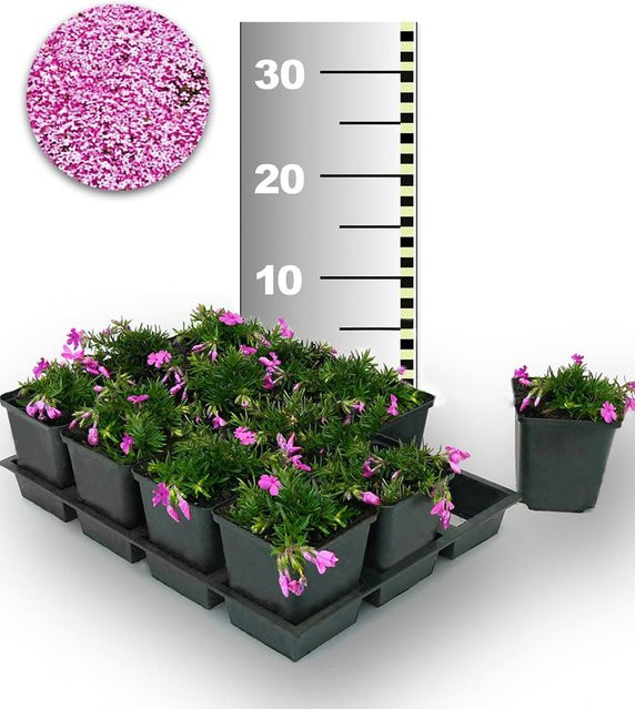 Teppichphlox Emerald Pink 50 Stück - Bild 1