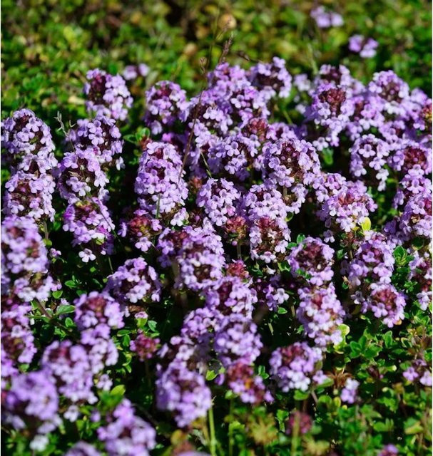 Thymian Doone Valley Thymus comosus Gewürzpflanze und Gartenstaude im Topf - Bild 1