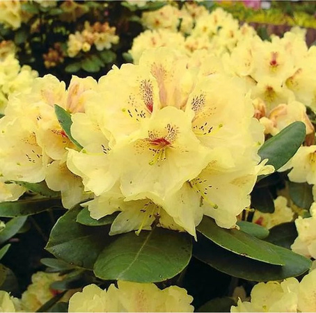 INKARHO Rhododendron Goldbukett Alpenrose gelb als großblumiger Strauch für den Außenbereich