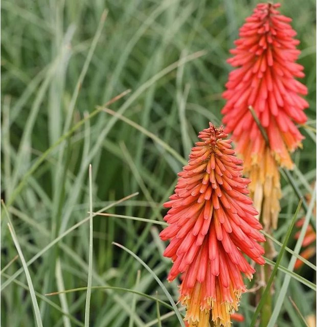 Kniphofia uvaria Fackellilie Papaya Popsicle orange Beetpflanze - Bild 1